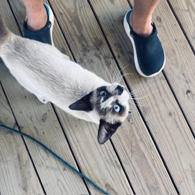 Sammy enjoys being by my feet. She constantly steps in front of me as I am walking, trying to trip me.