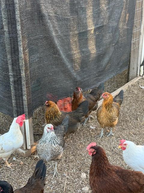 See the orange in there? That is what I thought was a plucked dead chicken with the others...