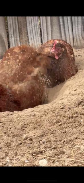 2 hens sandbathing and throwing sand... They do love the sand.