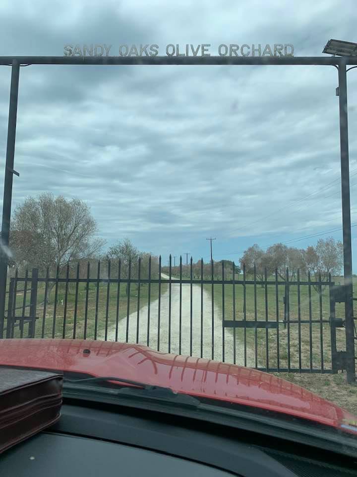 The gate was shut at Sandy Oaks Olive Orchard. I just heard about this place but it closed last month after the owner passed away.