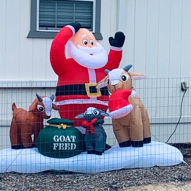 That goat stole Santa's hat!