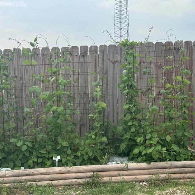 The scarlet runner beans are climbing high!