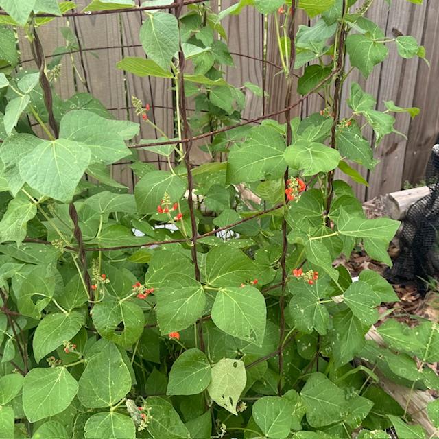 A closeup of the scarlet runner beans to show you the striking red flowers.