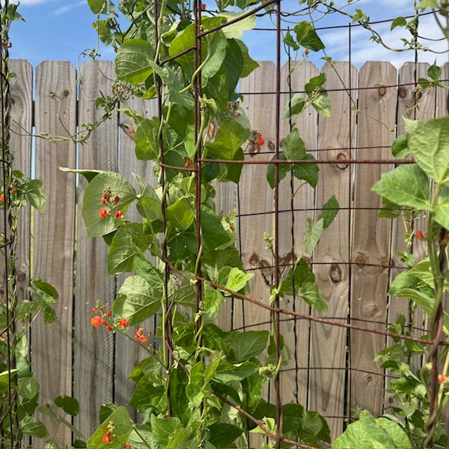 Scarlet Runner Beans are heritage vegetable seeds growing in my garden this year.