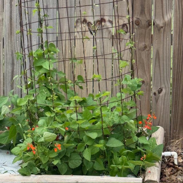 My scarlet runner beans are running up the tomato cages, flowering. We sell the seeds if you want to grow some. My scarlet runner beans are running up the tomato cages, flowering. We sell the seeds if you want to grow some.
