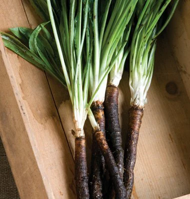 This is a root vegetable called Scorzonera. Depression era gardeners grew it because meat was scarce and it tastes like oysters.
