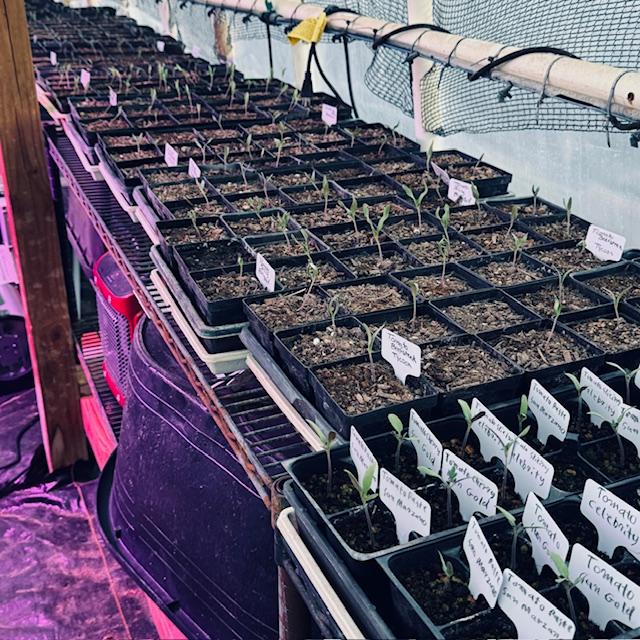 Here is a variety of seedlings in our high tunnel.