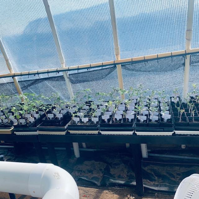 We use trays and mini pots to start seeds. Never water on the top until the plant comes up because you will wash away the seed and not know it.
