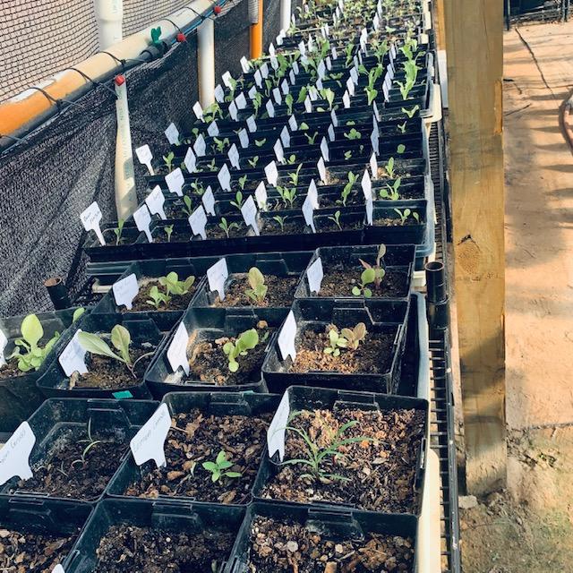 The seeds we sell have a great germination rate.