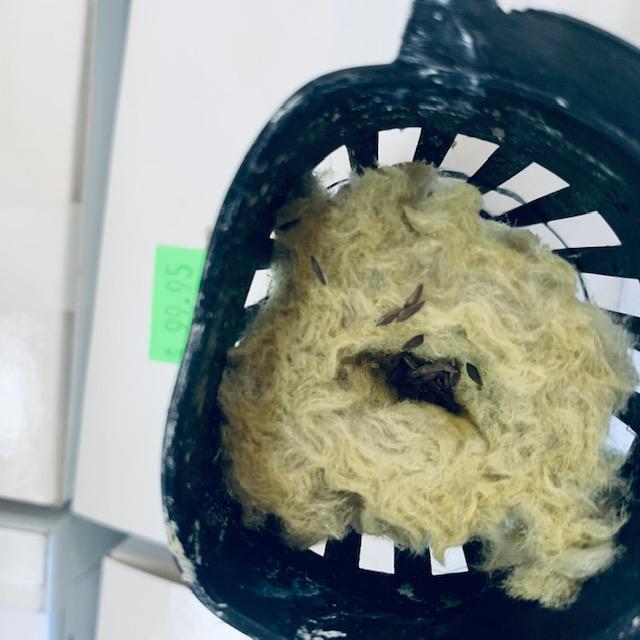 Lettuce seeds in rock wool. Time to grow!