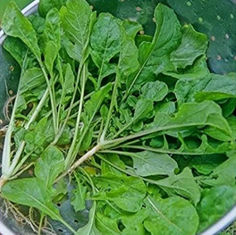 The Seven Top turnip is just to grow the greens with no edible root.