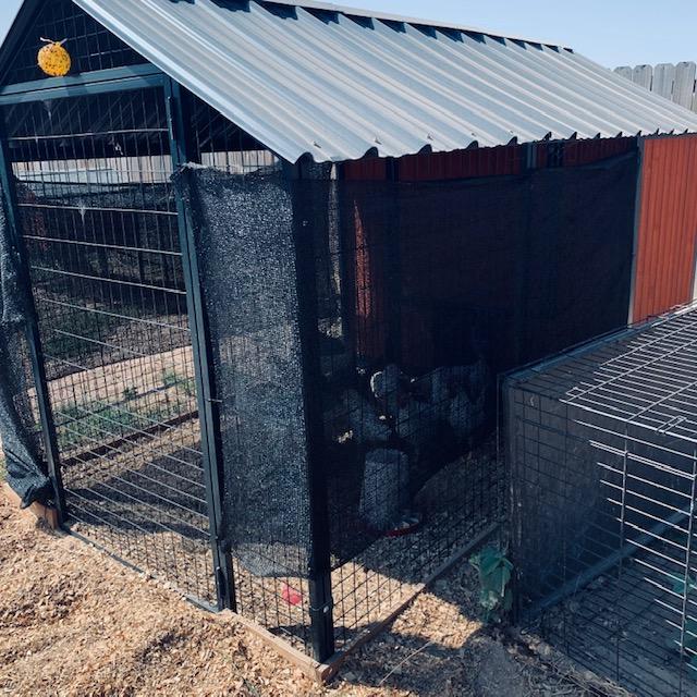 Shade cloth was put on the west side, with some on the east side as well, of the chicken coop for the 8 week olds so they are not overheated with this awful summer sun.