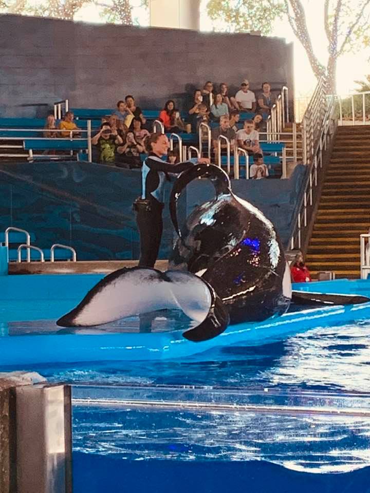 Shamu posed so everyone could see his magnificence! It was great to be down front.