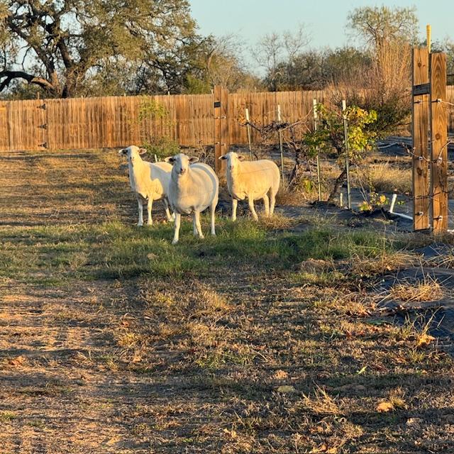 Sheep in my orchard by the grape vines.
