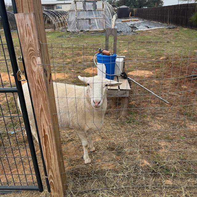 This one was demanding that I come out and bring her a treat.