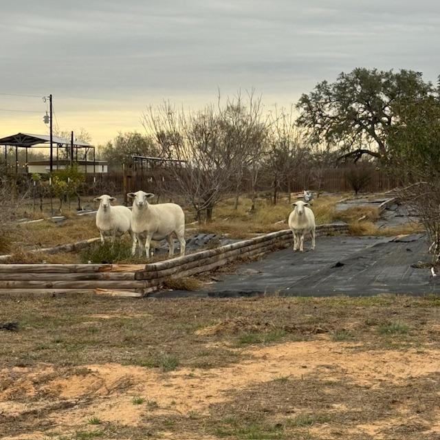 The sheep were wandering around when I went out early this morning.