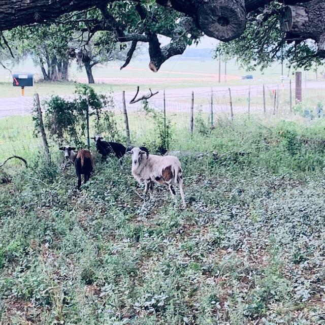 Our neighbors' new goat sheep. Aren't they pretty?