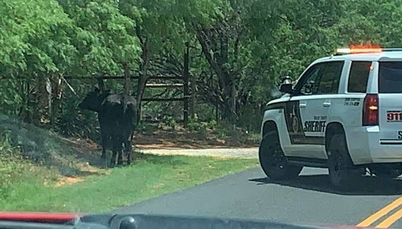 Soon a sheriff car backed out of the same gate and guided the cow back into his yard.