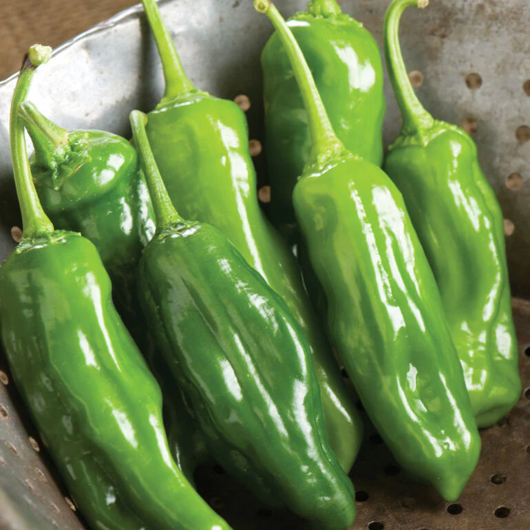 Grow peppers like the Shishito, a Japanese specialty pepper.