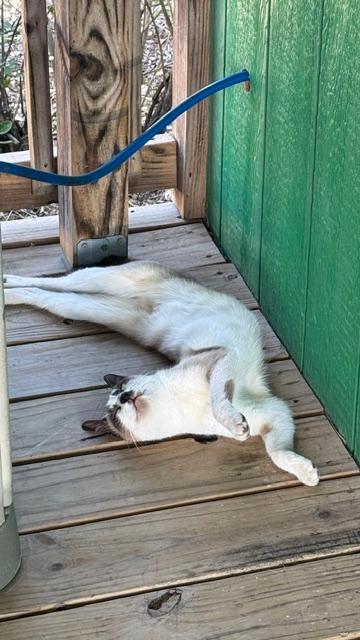Look at how silly this cat poses when she sleeps. I snapped this today.