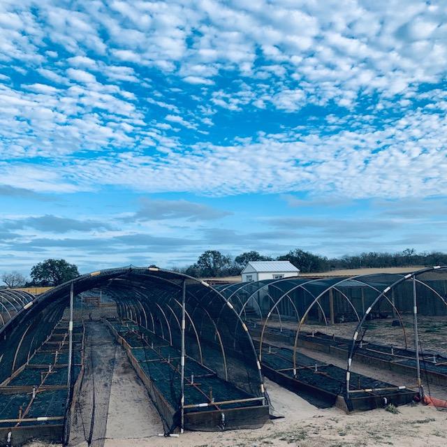 The sky was speckled with clouds but the blue was so pretty.