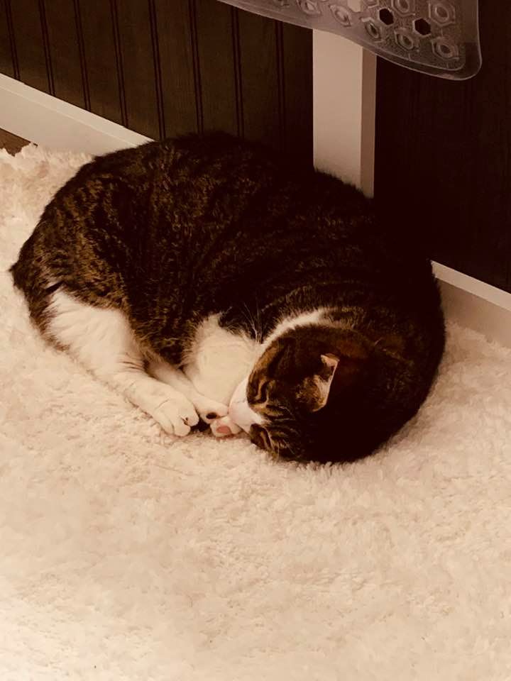 On Sunday afternoon, I found Kitty curled up on the white rug in the master bath. She looks so cozy.