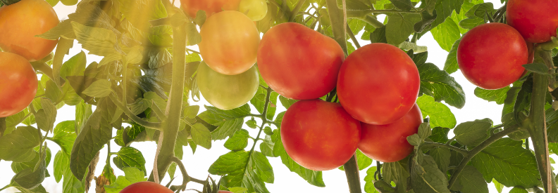 The doomsday slicing tomato seeds information on this page will be helpful.