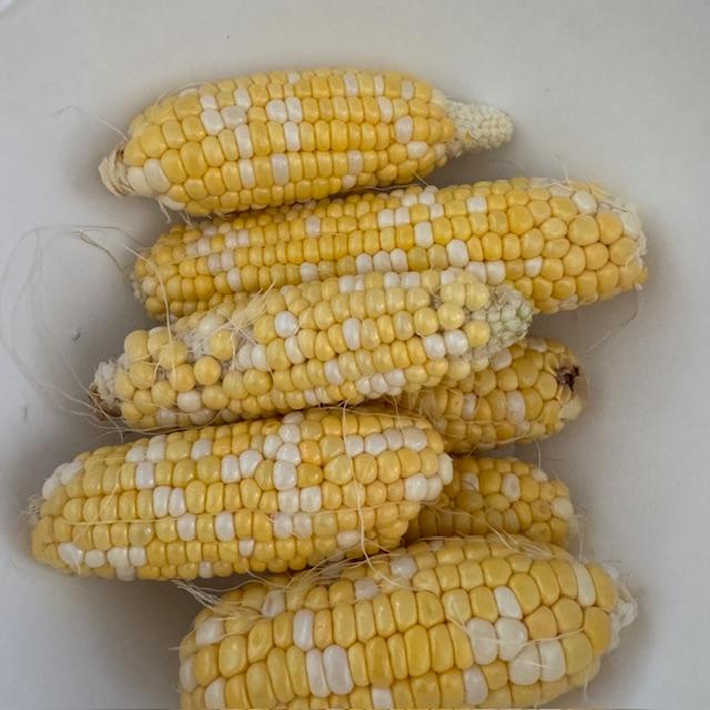 This is part of our corn harvest from November of 2024.