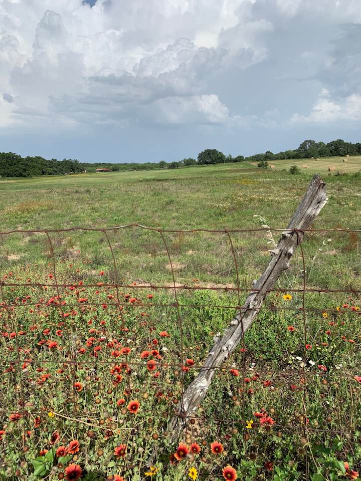 Here is how our small farm looked on the day we found it, June 28, 2019. The property extends up the hill almost to the big tree. Look at that big sky!