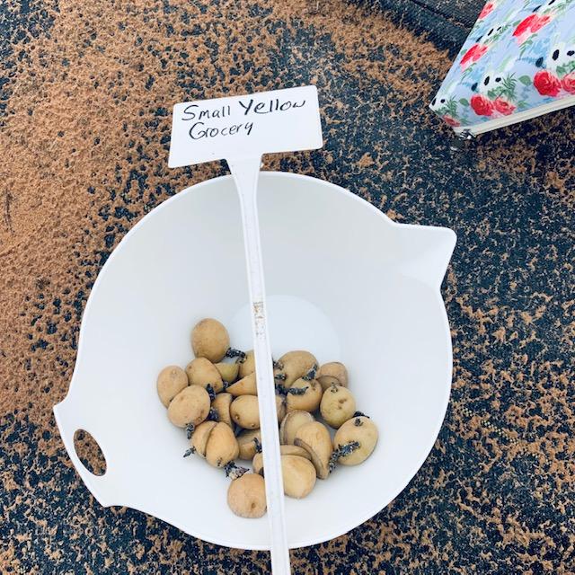 These are from my tiny yellow potatoes that I bought at the grocery store. They grew huge chits.