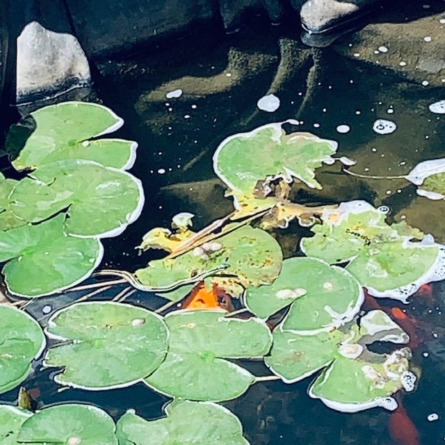 This snake was here on 3/26/23. He is out on a lily pad but was chasing the fish around in the water for a while..