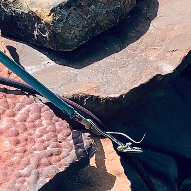 We thought we had him but he slithered back into the water and we were not able to find him.