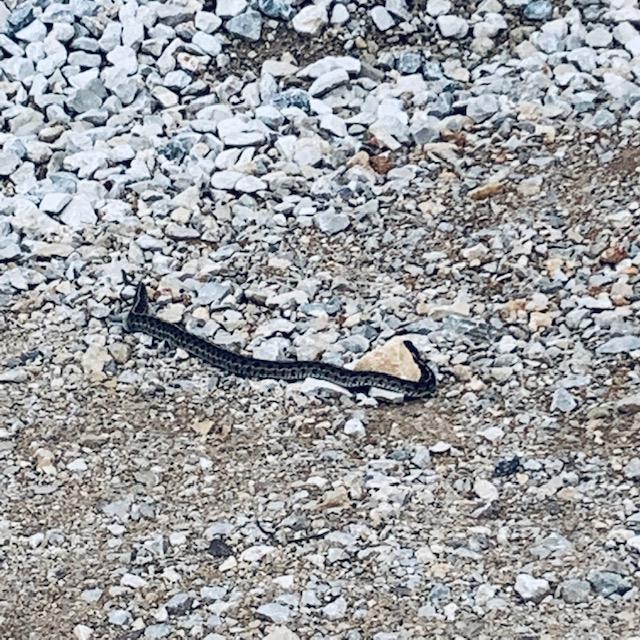 David called me and I got the snake stick. The filthy thing then went under the Production Building... David called me and I got the snake stick. The filthy thing then went under the Production Building...