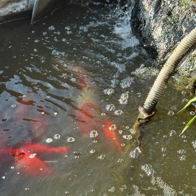 The nasty snake appeared again.