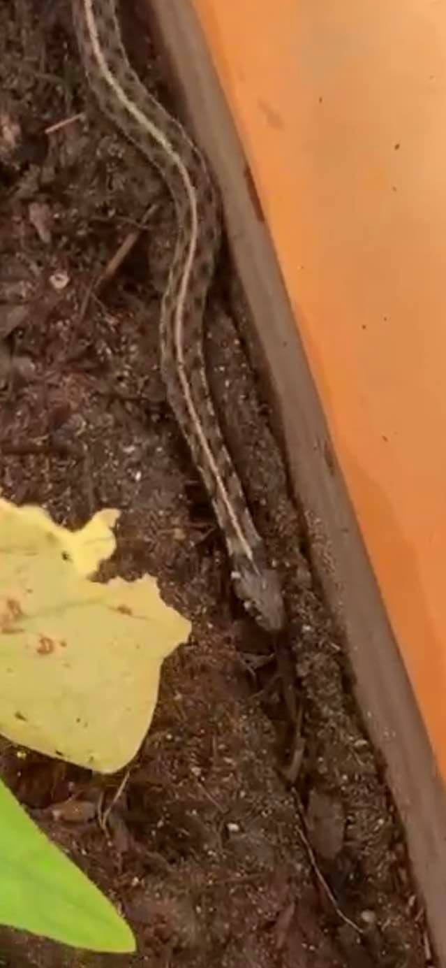 Matthew found this rat snake in the greenhouse and took video. The snake finally crawled out and went elsewhere. Matthew found this rat snake in the greenhouse and took video. The snake finally crawled out and went elsewhere.