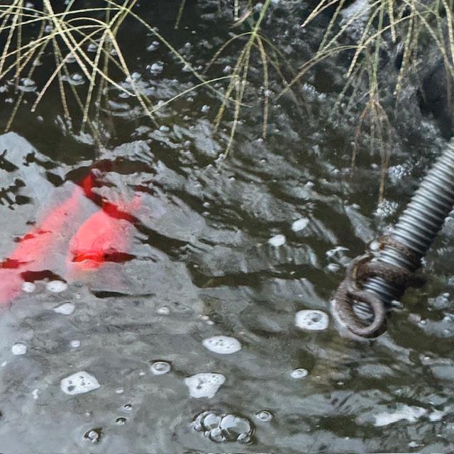 Mr. Snake is back again. I think he permanently lives in the folds of the liner.