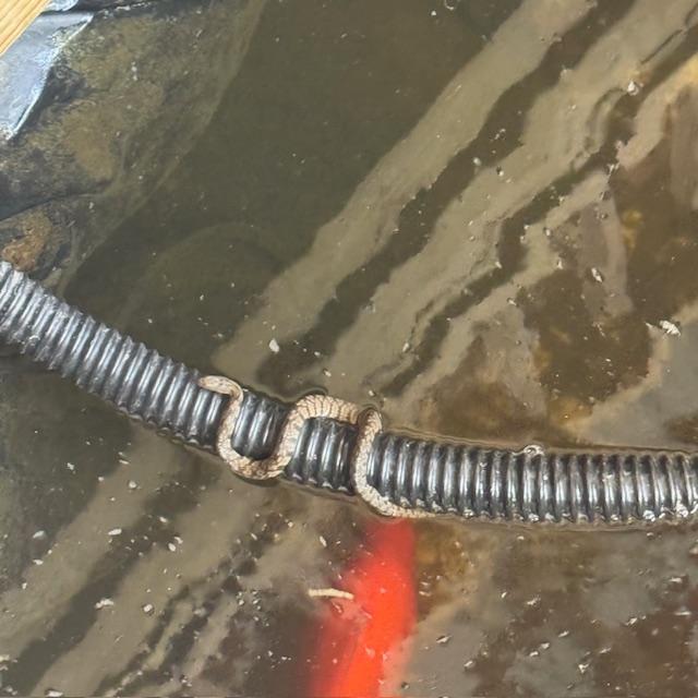 snakeonhose043025 snakeonhose043025