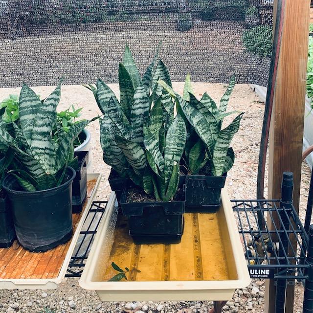 Snake plants aka Mother-In-Law's Tongue reproduce quickly in the soil.