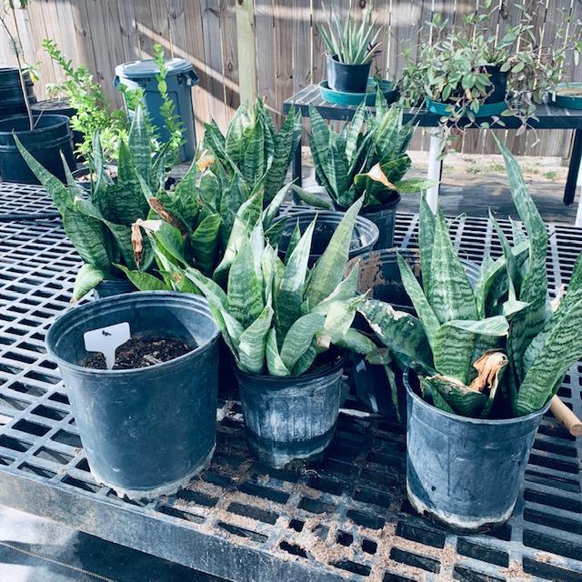 These are the snake plants I still need to break apart and transplant. So much work!