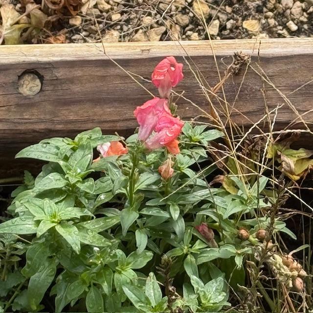 We have some volunteer snapdragons that crept up in the cold.