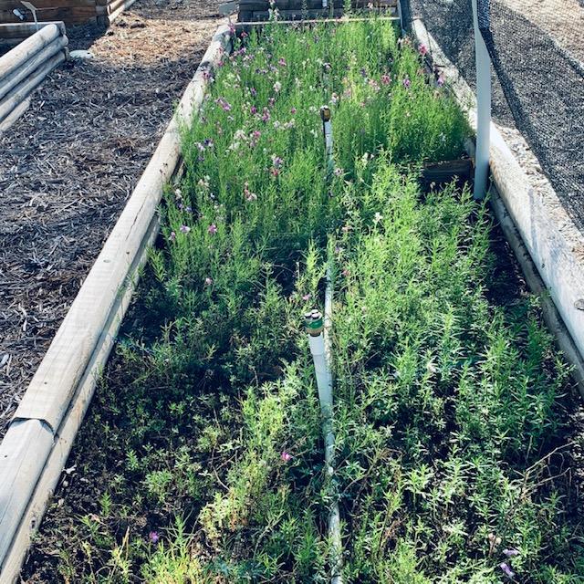 These snapdragons are growing right now, February 5, 2023. They love the cool weather and they love shade so they are under shade cloth. These snapdragons are growing right now, February 5, 2023. They love the cool weather and they love shade so they are under shade cloth.