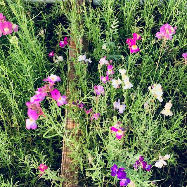 Beautiful snapdragons love the cooler weather.