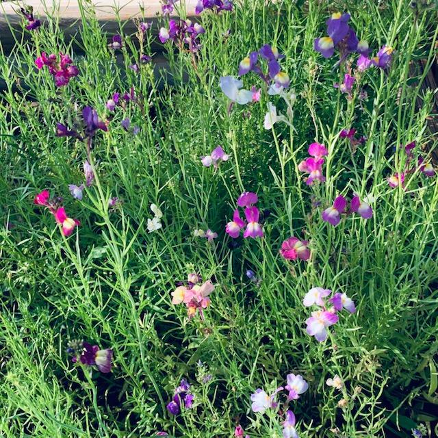 Another view of my gorgeous, colorful snapdragons that are enjoying the cool shade.