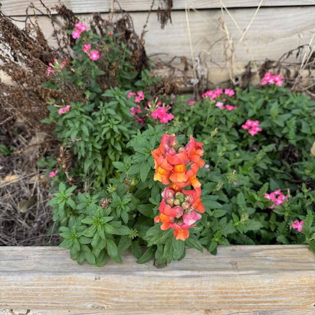 Snapdragons are growing in my garden again. I cannot remember what the pink flowers are but they lasted throughout the freezes. Snapdragons are growing in my garden again. I cannot remember what the pink flowers are but they lasted throughout the freezes.
