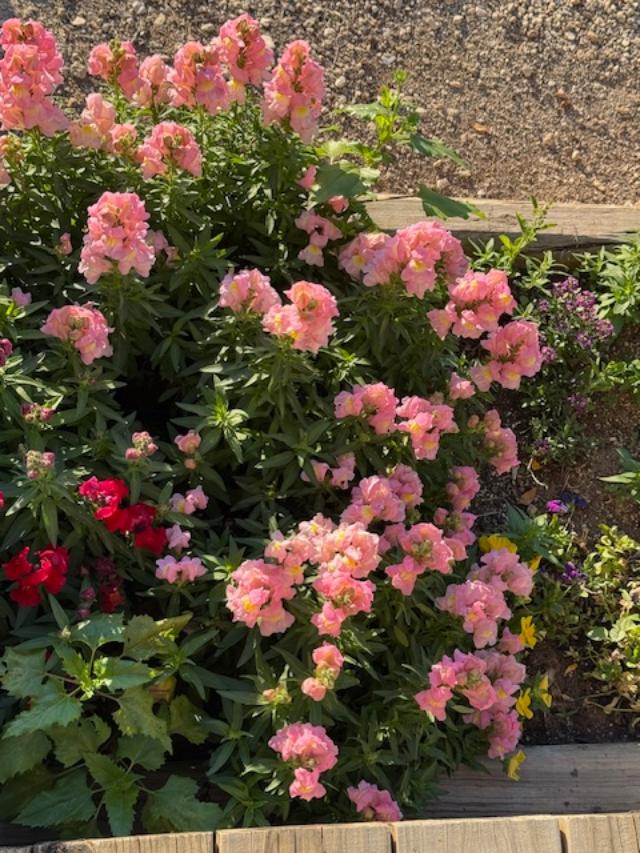 Beautiful snapdragons in my front garden bed...