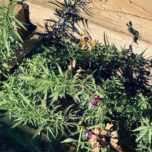 Snapdragons did not die during the cold. They are doing well while the zinnias are all brown.