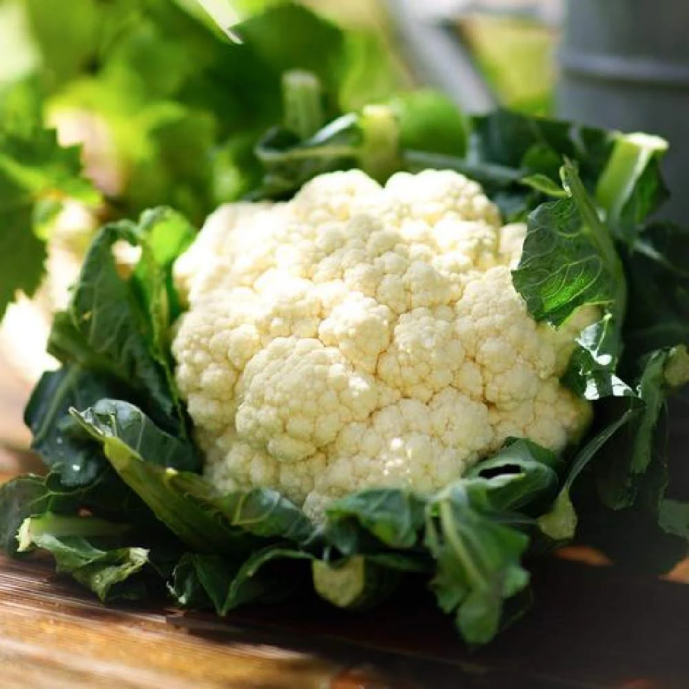 Look at this beautiful head. Grow cauliflower--this is Snowball Y Improved.