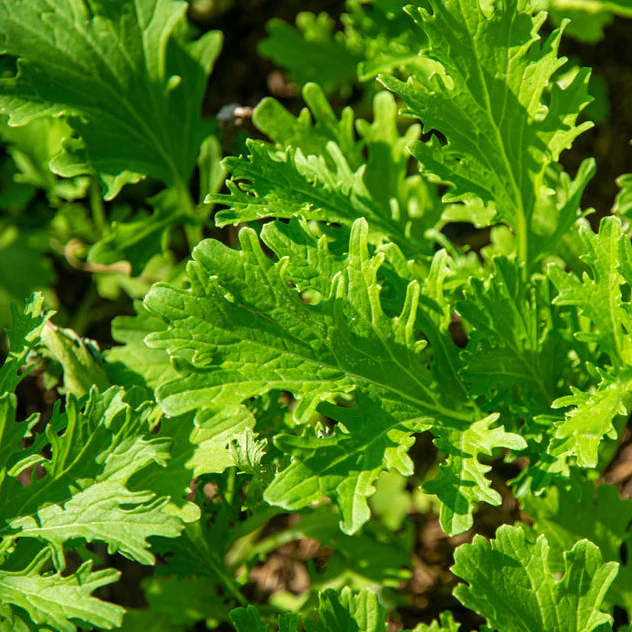 Grow leafy greens like Southern Giant Curled Mustard Greens.