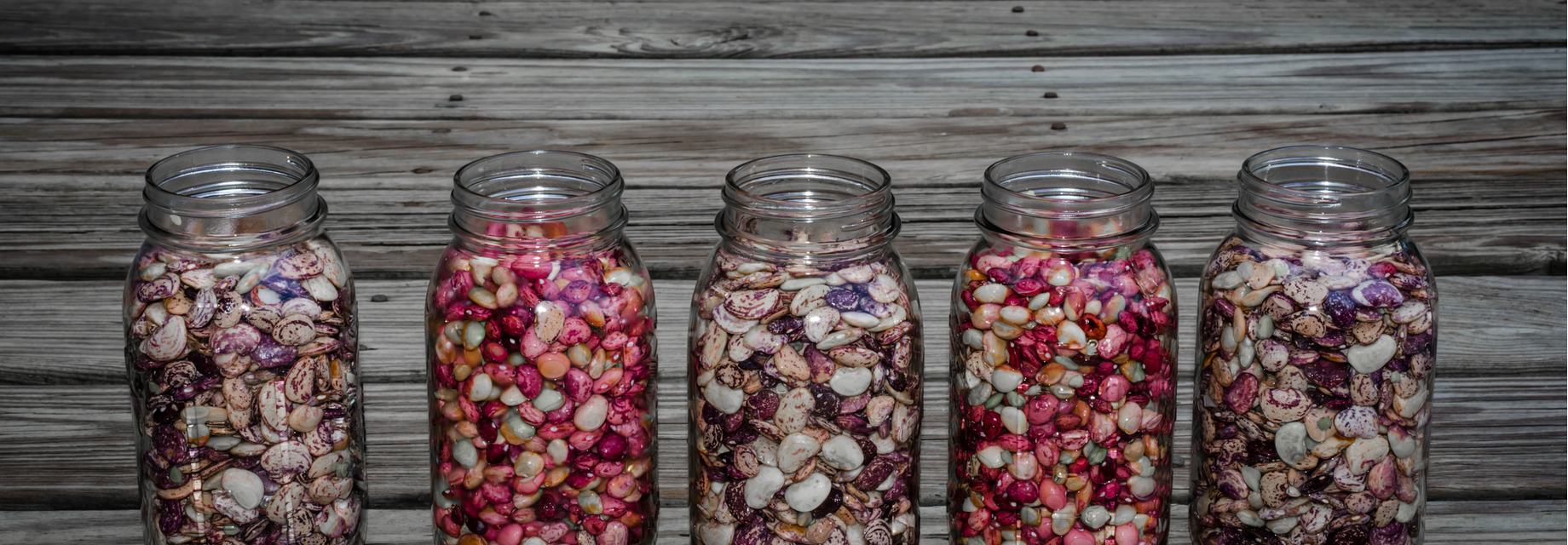 Beautiful Doomsday Southern Peas kept in glass jars.