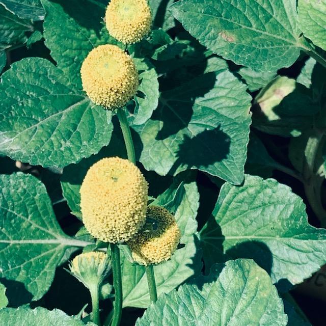 Closeup of Spilanthes yellow ball flowers.